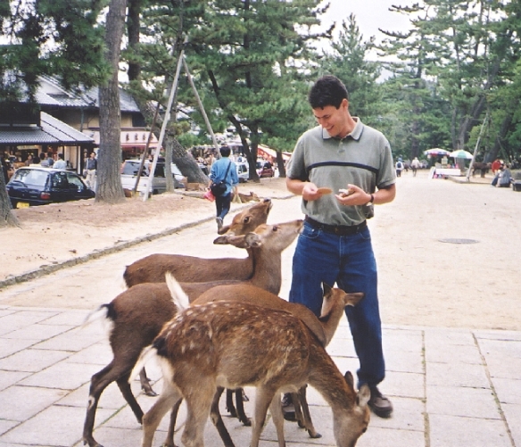 Feed the deers at Nara Park, Japan